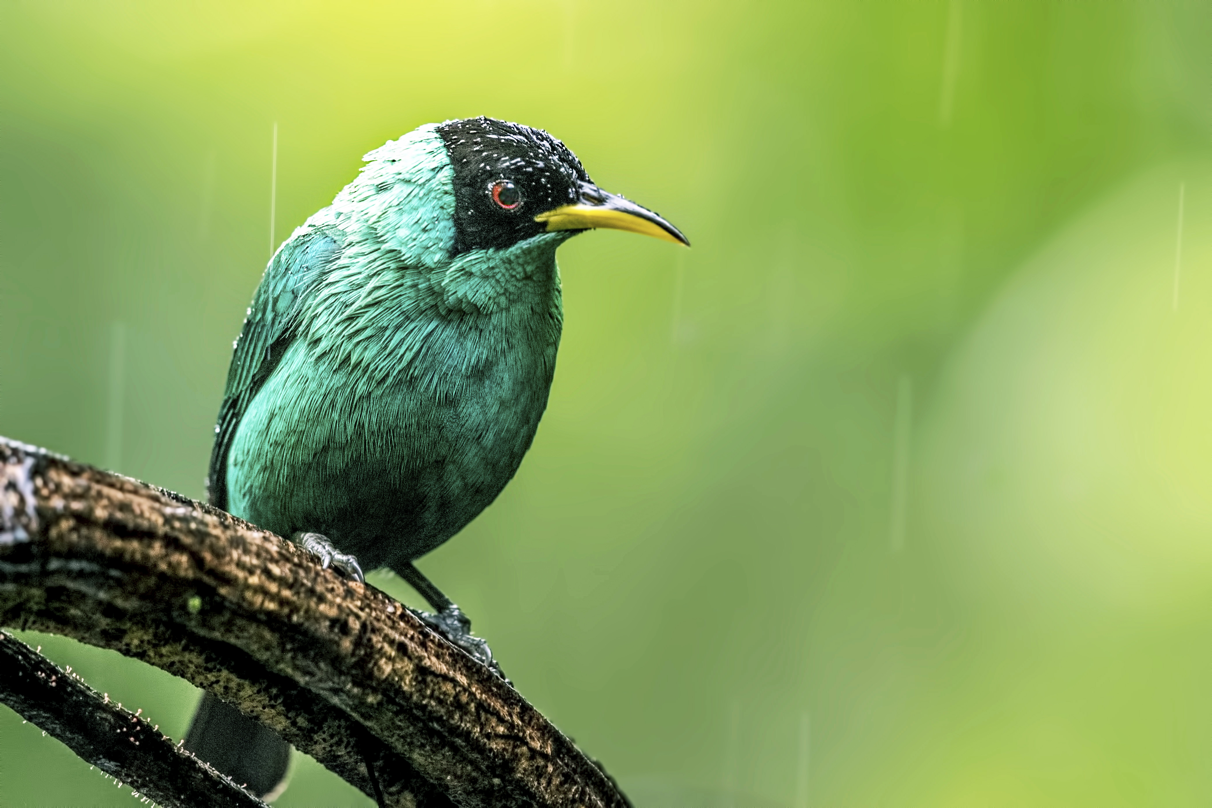 Green Honeycreeper